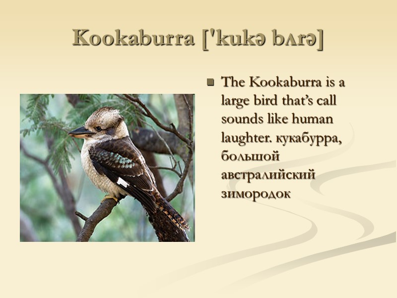 Kookaburra ['kukə bʌrə]  The Kookaburra is a large bird that’s call sounds like